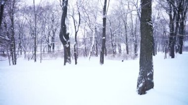 Şehir Parkı, kış görünümü