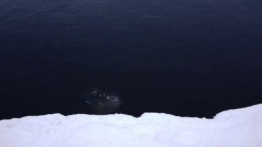 Suda yüzen buz parçası