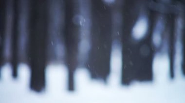 Kış orman çıplak ağaç direkleri ile ufuk manzaraya