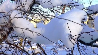 Snowdrifts kış parkta ağaç dalı