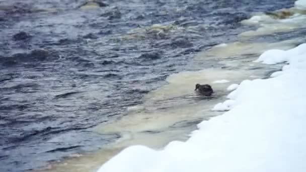 Black duck climbing up the ice — Stock Video