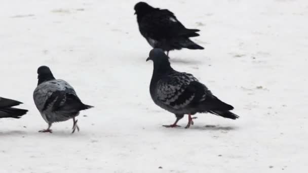 Troupeau de pigeons de la ville marchant sur la neige — Video