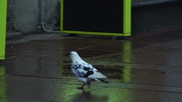 Taube läuft durch Menschenverkehr — Stockvideo