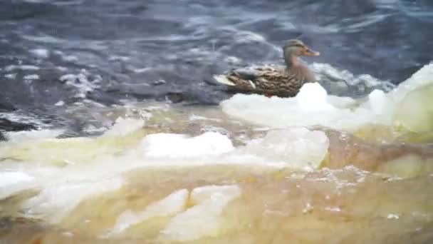 Schwarze Ente klettert das Eis hoch — Stockvideo