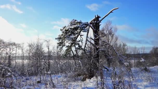 Téli erdő és a száraz fű snowdrifts. — Stock videók