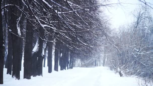 Vinter vy på city park — Stockvideo