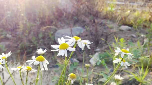 Chamomiles with white petals — Stock Video