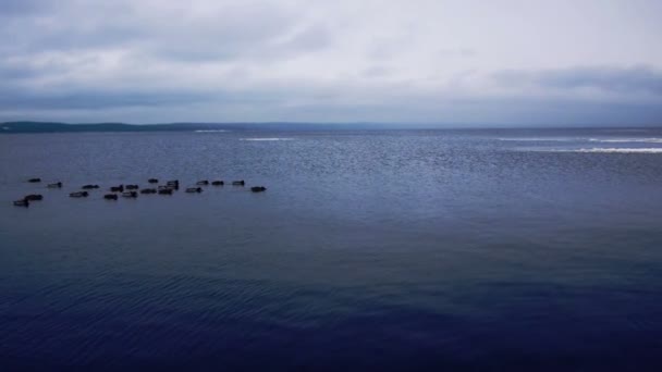 Troupeau de canards sur la surface du lac Onego — Video