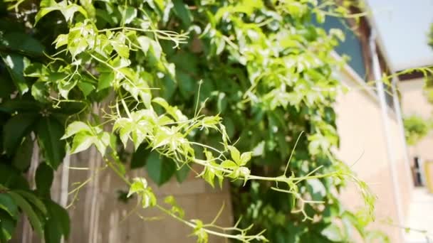 Druva blad i vingård på solig dag — Stockvideo