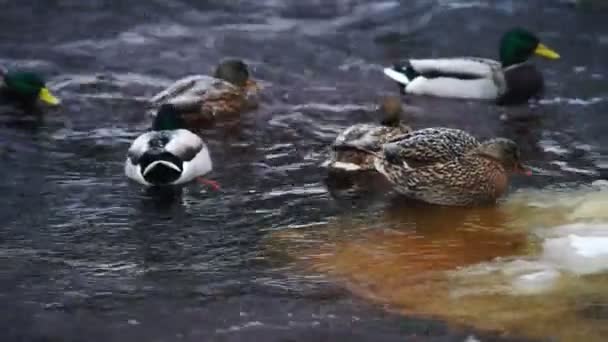 Manada de patos cazando en el río Lososinka — Vídeo de stock