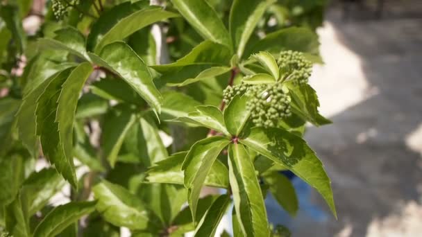 Druva blad i vingård på solig dag — Stockvideo