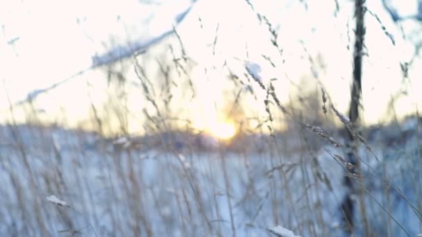 Herbe séchée sur le champ d'hiver au coucher du soleil 
