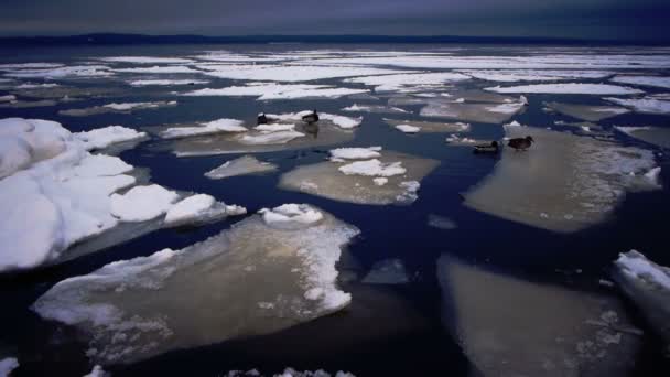 Lago Onego e ghiaccio galleggiante nella giornata invernale — Video Stock