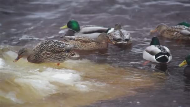 Ghiaccio galleggiante e gregge di anatre — Video Stock