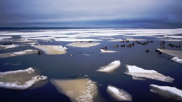 Lago Onega e ghiaccio galleggiante e anatre — Video Stock