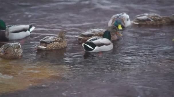 Ghiaccio galleggiante e gregge di anatre — Video Stock