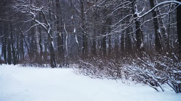 Vista de inverno no parque da cidade — Vídeo de Stock