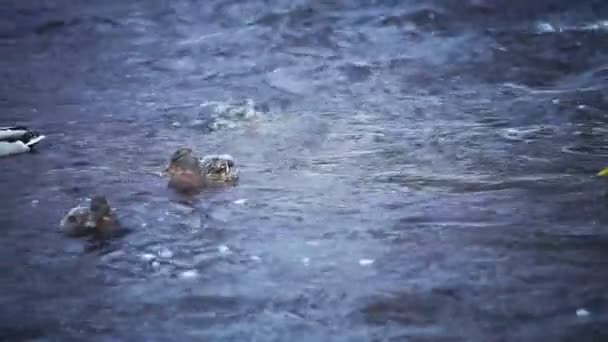 Entenherde auf der Jagd am Fluss Lososinka — Stockvideo