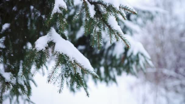 Aiguilles vertes de branche de sapin — Video