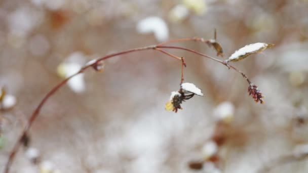 Rama cubierta de nieve de Symphoricarpos albus — Vídeos de Stock