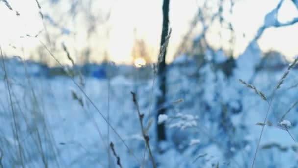 Hierba seca en campo de invierno — Vídeos de Stock