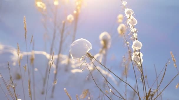 Сухая трава на снежном поле — стоковое видео