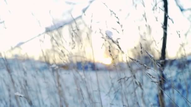 Herbe séchée sur le champ d'hiver au coucher du soleil 