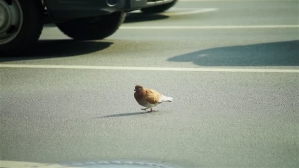 City pigeon walking through roadway — Stock Video