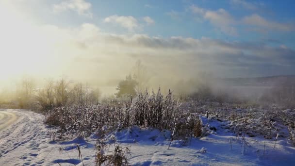 Bosque de invierno y hierba seca en el campo — Vídeos de Stock