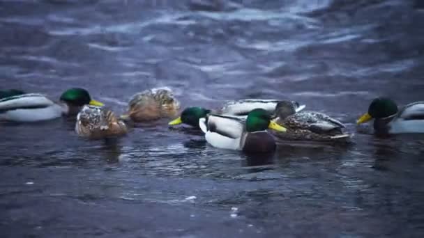 Rebanho de patos caçando no rio Lososinka — Vídeo de Stock