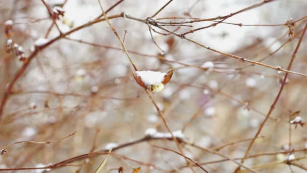 Sneeuw overdekte tak van Sneeuwbes — Stockvideo