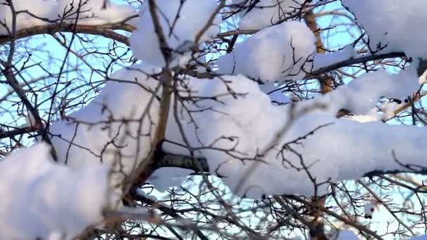 Πολύ χιόνι στο κλαδί δέντρου στο χειμερινό πάρκο — Αρχείο Βίντεο