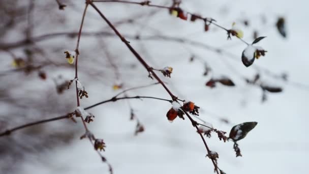 Snow covered branch of Symphoricarpos albus — Stock Video