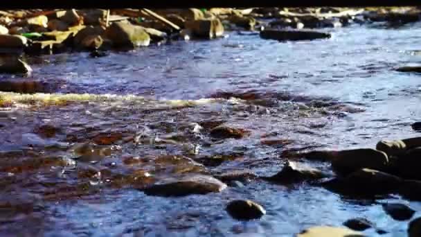 Wild river stream with splashes — Stock Video