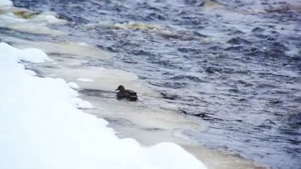 Pato negro subiendo por el hielo — Vídeo de stock