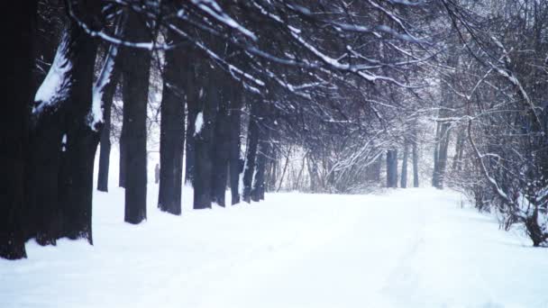 Zimowy widok na park miejski — Wideo stockowe