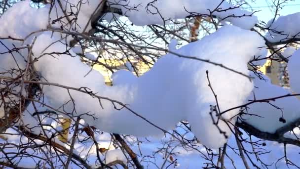 Πολύ χιόνι στο κλαδί δέντρου στο χειμερινό πάρκο — Αρχείο Βίντεο
