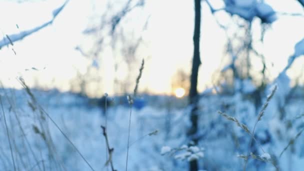 Getrocknetes Gras auf dem Winterfeld bei Sonnenuntergang — Stockvideo