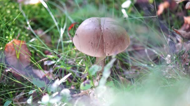 Κοπή boletus σημύδα με μαχαίρι — Αρχείο Βίντεο