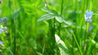 Alan, güzel mavi çiçekler