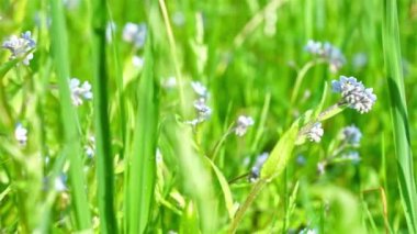 Alan, güzel mavi çiçekler