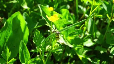 Çim sahada tırmanma hata