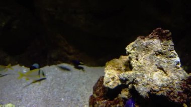 Mercan balıklar çok renkli