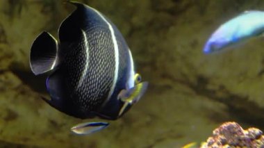 Mercan balıklar çok renkli