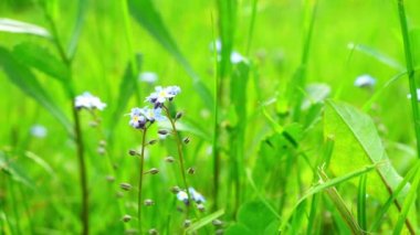 Alan çiçeklere güzel mavi unutma