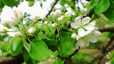 Elma ağacı dalı Blooms