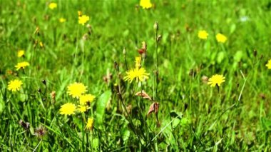 arı polen çiçek toplama