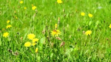 arı polen çiçek toplama