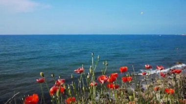 Deniz kıyıları haşhaş çiçekleri