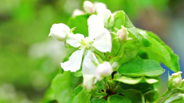 Rama de árbol floreciente de cerca — Vídeos de Stock